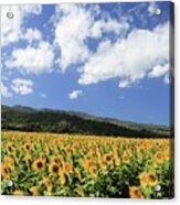 Sunflowers In Waialua Acrylic Print