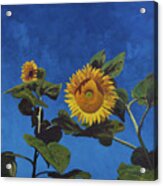 Sunflowers Acrylic Print