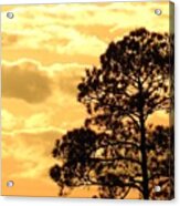 Sunglow Pine Acrylic Print