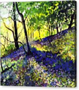 Sunlit Bluebell Wood Acrylic Print