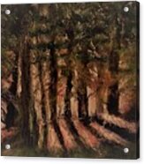 Sunlit Forest Acrylic Print