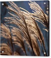 Sunlit Grass Acrylic Print