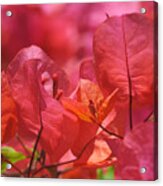 Sunlit Pink-orange Bougainvillea Acrylic Print