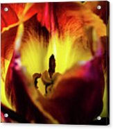 Sunlit Tulip Acrylic Print