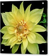 Sunny Dahlia Acrylic Print