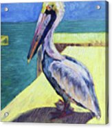 Sunny Pelican Acrylic Print