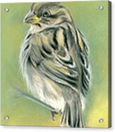 Sunny Sparrow Acrylic Print