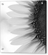 Sunny Sunflower Black And White Acrylic Print