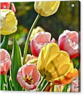 Sunny Tulips Acrylic Print