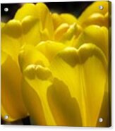 Sunny Yellow Tulips Acrylic Print