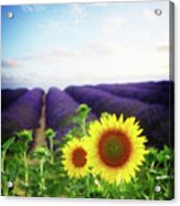 Sunrise Over Sunflower And Lavender Field Acrylic Print