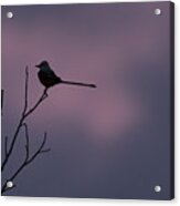 Sunrise Scissortail Silhouette Acrylic Print