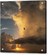Sunrise Thunderstorm Bird Delray Beach Florida Acrylic Print