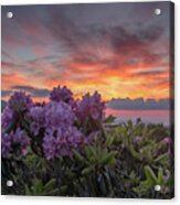 Sunset And Rhododendron Blooms Acrylic Print