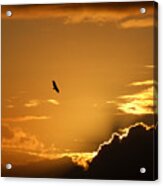 Sunset Glide Acrylic Print