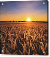 Sunset In The Fields Acrylic Print