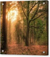 Sunset In The Forest Acrylic Print