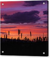 Sunset Through The Cattails Acrylic Print