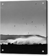 Surf Birds Acrylic Print