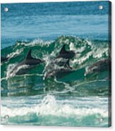 Surfing Dolphins 4 Acrylic Print