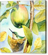 Surprise In The Apple Tree Acrylic Print