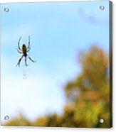 Suspended Spider Acrylic Print