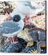 Swallow Tailed Gull And Iguana On  Galapagos Islands Acrylic Print