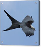 Swallow-tailed Kite #1 Acrylic Print