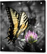 Swallowtail Butterfly- Color Pop Acrylic Print