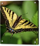 Swallowtail Butterfly On A Leaf Acrylic Print