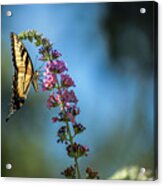 Swallowtail Lookout Acrylic Print