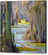 Swamp Curtains In February Acrylic Print
