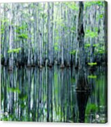 Swamp In Louisiana Acrylic Print