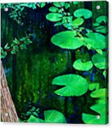 Swamp Water Acrylic Print