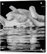 Swan At Rest Acrylic Print