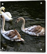 Swan Family On The River Acrylic Print