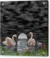 Swan Family Acrylic Print