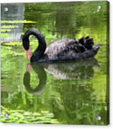 Swan Of Hearts Acrylic Print
