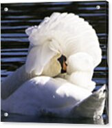 Swan Prince Acrylic Print