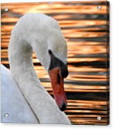 Swan Profile At Sunset Acrylic Print