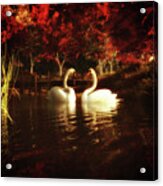 Swans In A Pond Acrylic Print