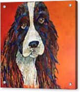 Sweet And Salty Springer Acrylic Print