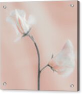 Sweet Peas In Crimson Acrylic Print