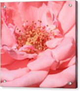 Sweet Pink Rose Acrylic Print