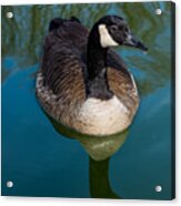 Swimming Goose Acrylic Print