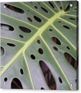 Swiss Cheese Plant Acrylic Print