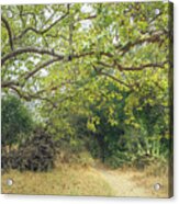Sycamore And Trail Acrylic Print