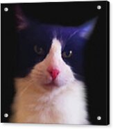 Sylvester Tuxedo Cat Acrylic Print