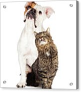 Tabby Cat And Bulldog Together Looking Up Acrylic Print