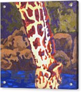 Tall Drink Of Water Acrylic Print